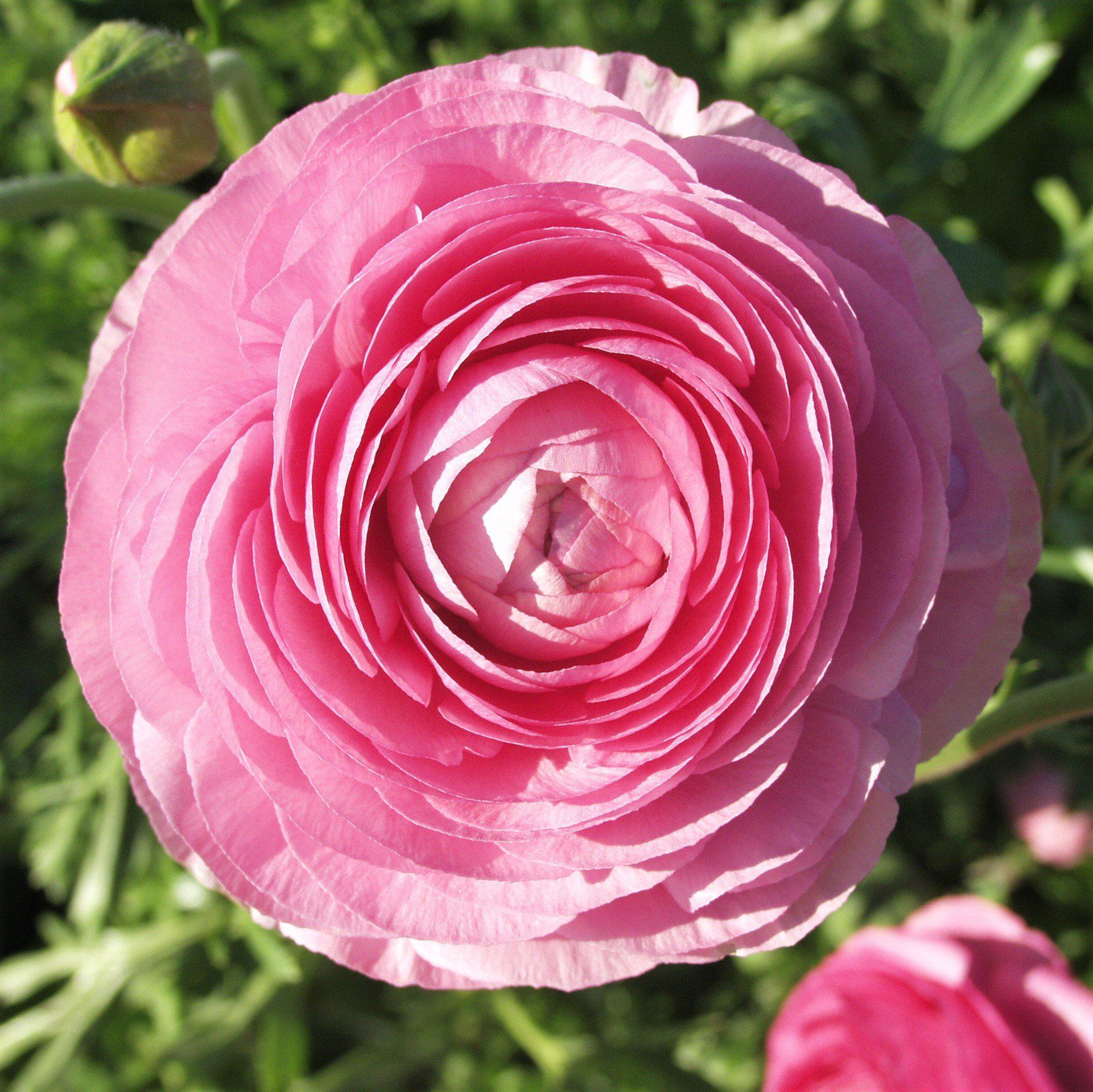Ranunculus - Tecolote Pink