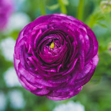 Ranunculus - Tecolote Royalty Collection
