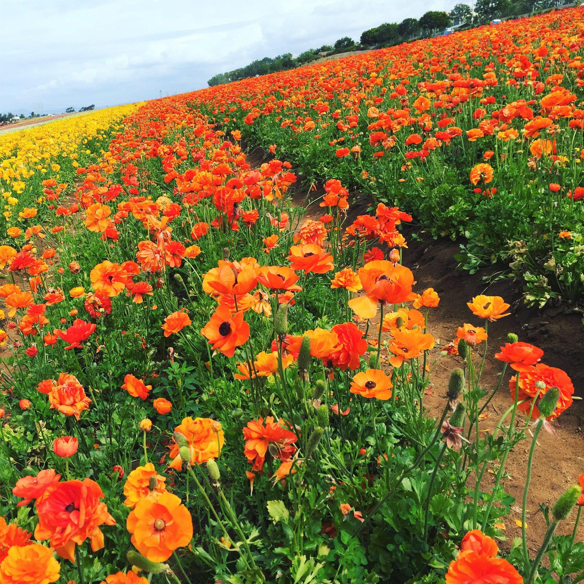 Ranunculus - Tecolote Sunset
