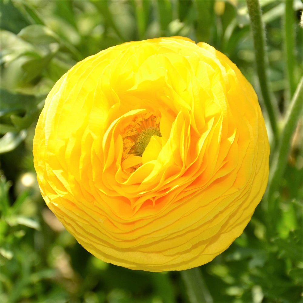 Tecoye Ranunculus Ranunculus - Tecolote Rainbow Mix: 10 Corms