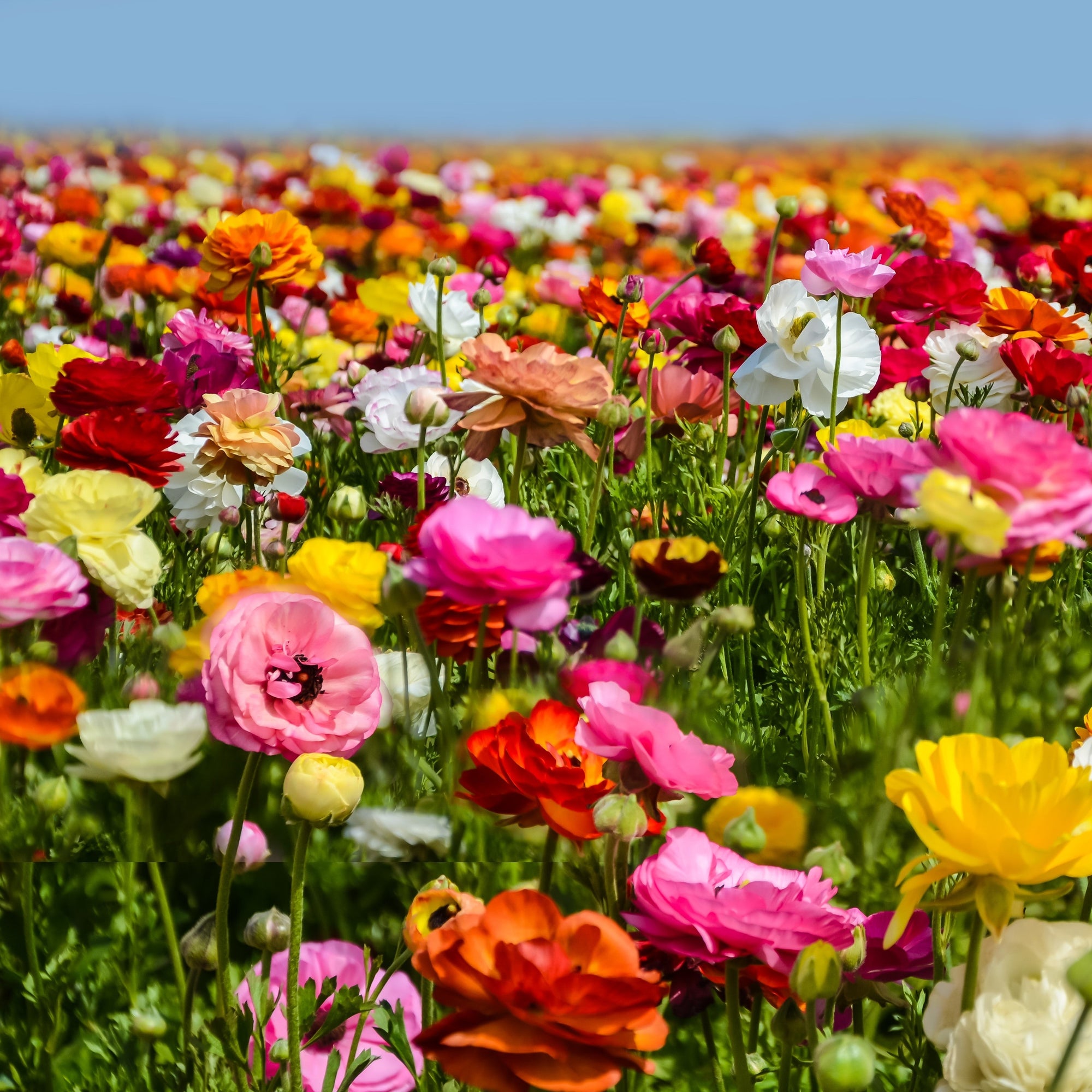 Tecoye Ranunculus Ranunculus - Tecolote Rainbow Mix: 10 Corms
