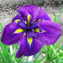 Japanese Iris - Zen Garden Mix