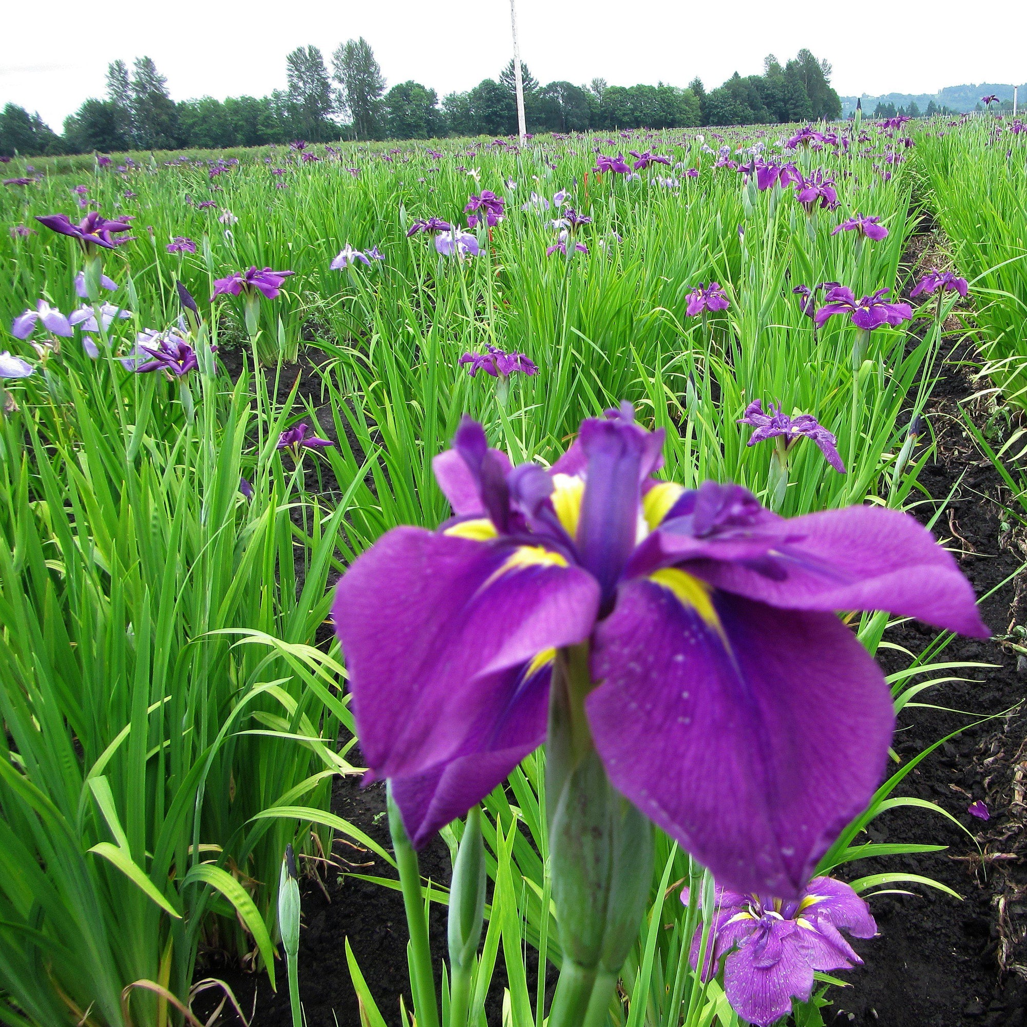 Guru Royal Robe Japanese Iris - Royal Robes