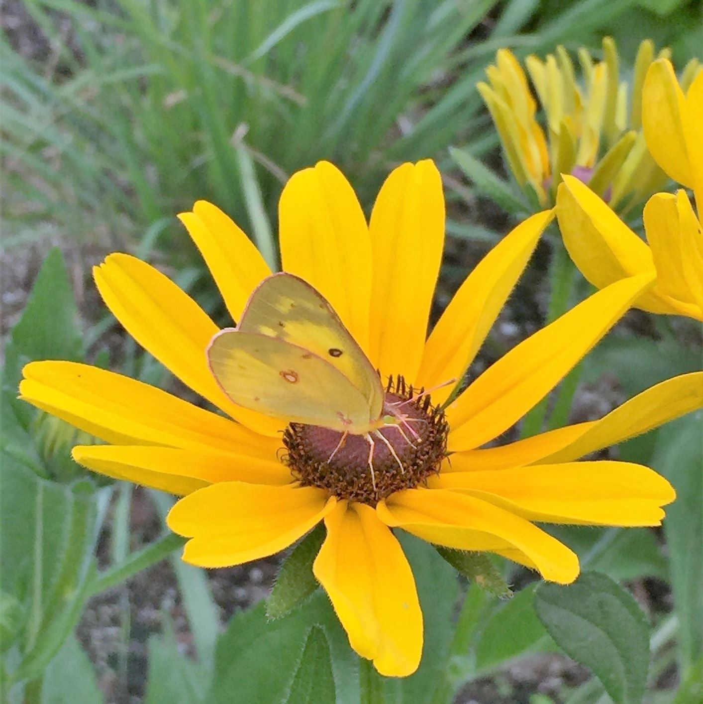 Rudbeckia hirta Indian Summer 1G