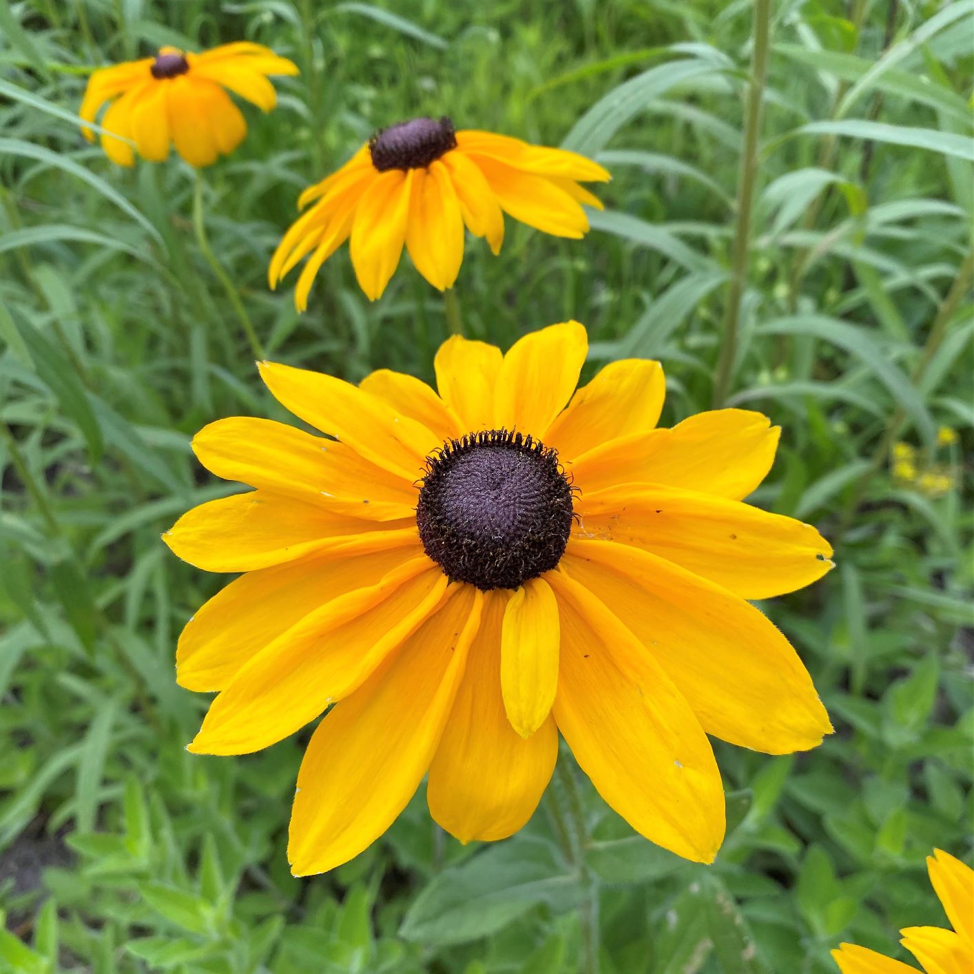 Rudbeckia hirta Indian Summer 1G