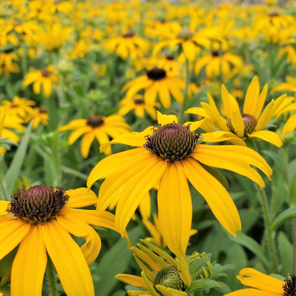 Rudbeckia x American Gold Rush 1G