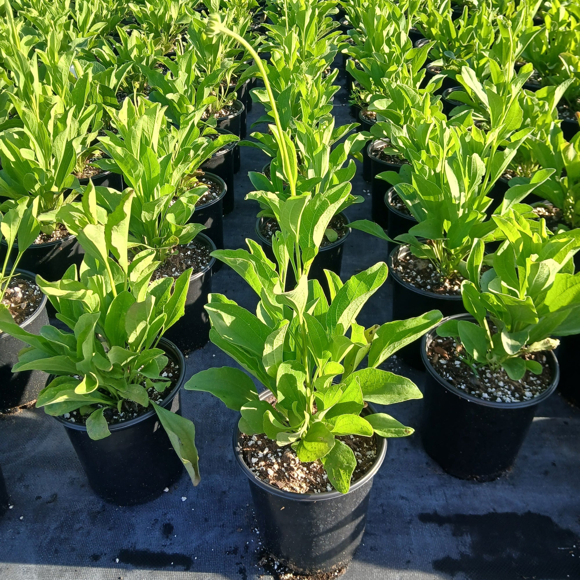 Rudbeckia grandiflora Sundance 1G