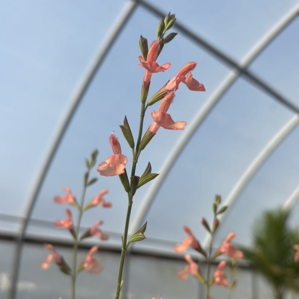 Salvia x California Sunset 1G