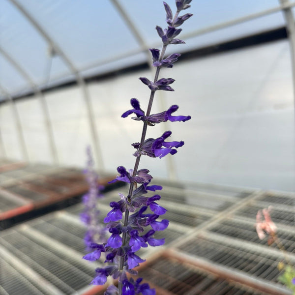 Salvia x Indigo Spires 1G