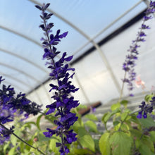 Salvia x Indigo Spires 1G