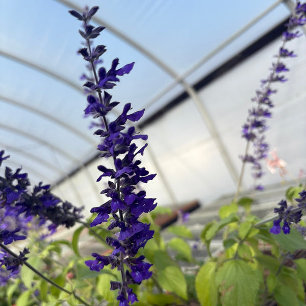 Salvia x Indigo Spires 1G