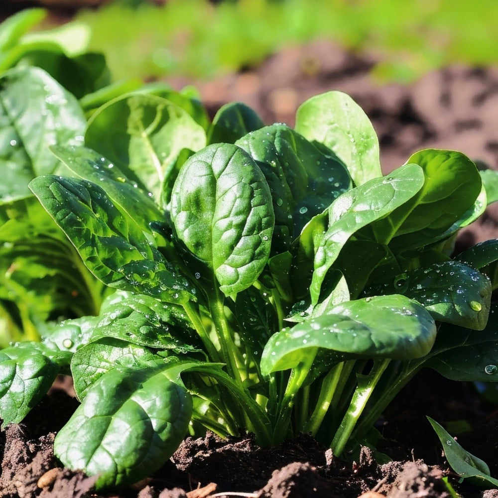 Spinach Seed