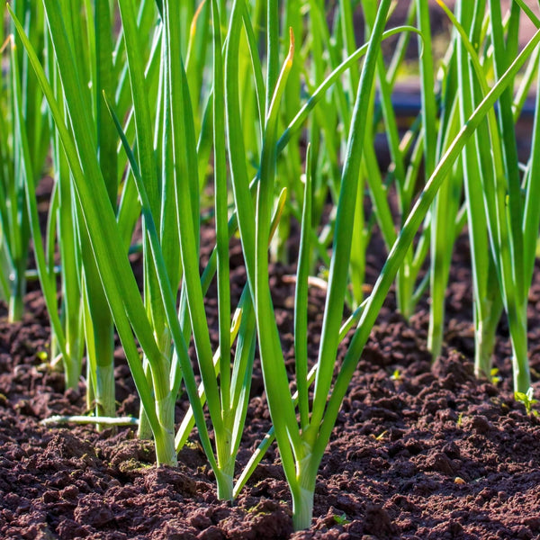 Spring Onion Seed