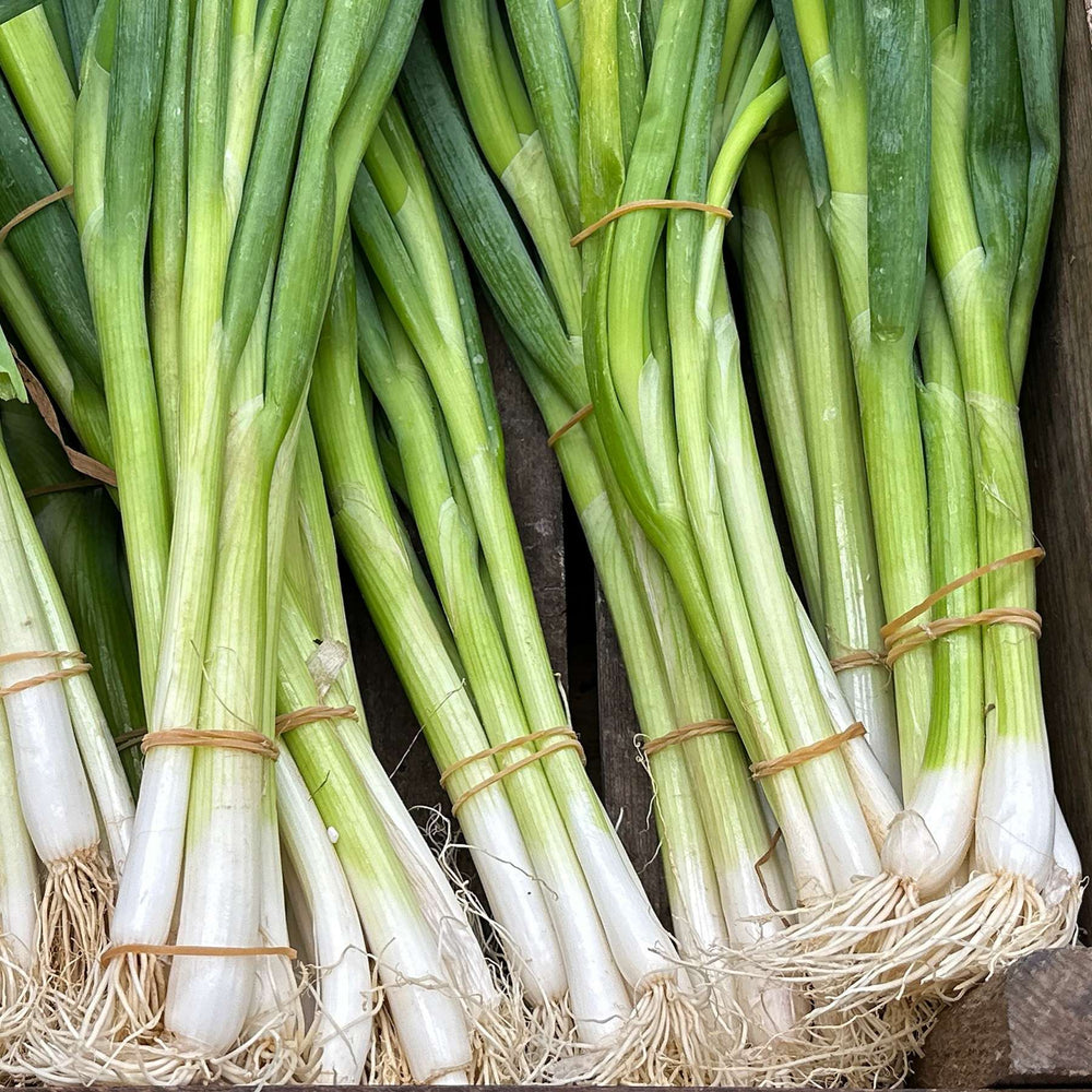 Spring Onion Seed