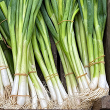 Spring Onion Seed