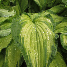 Hosta - Stained Glass