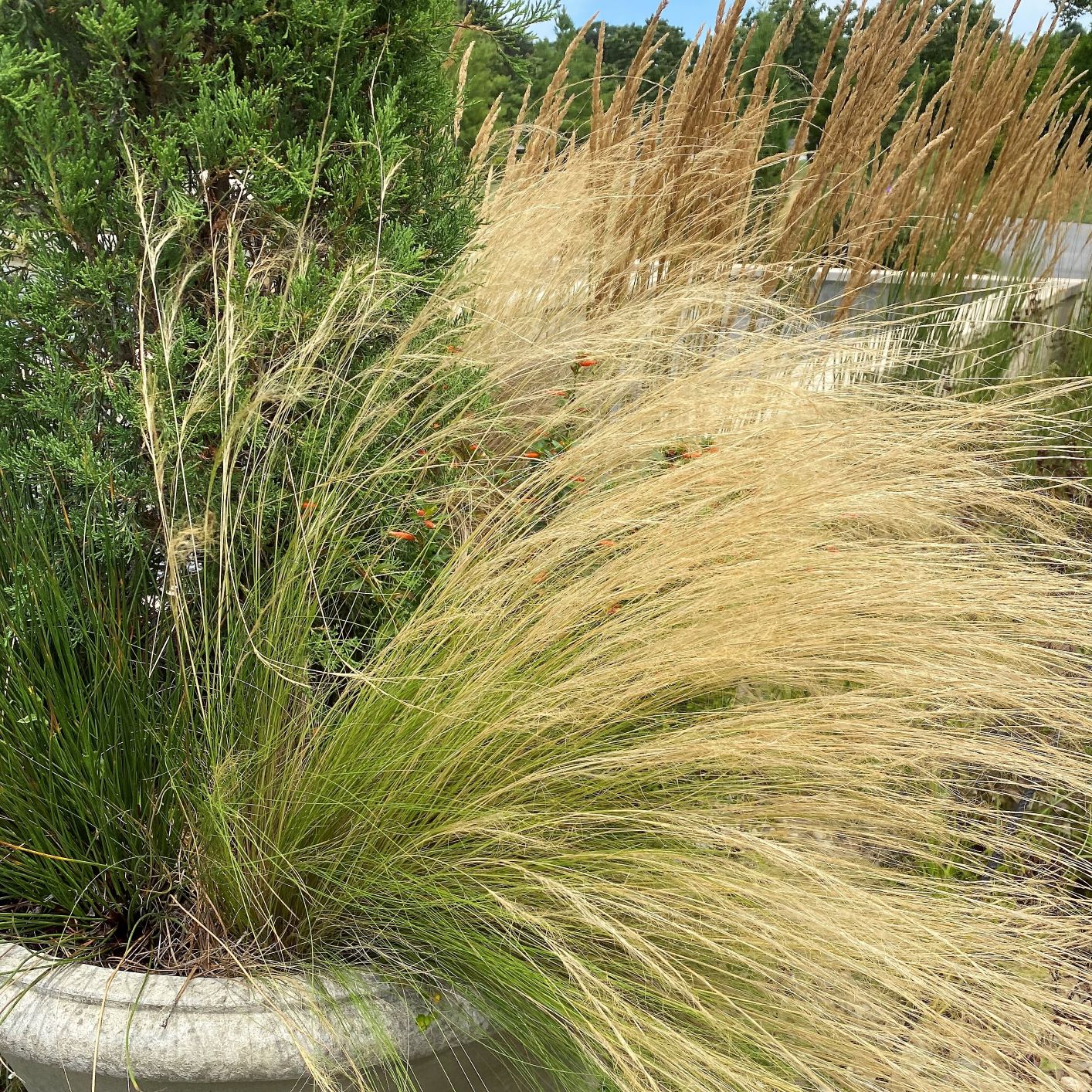 Stipa tenuissima Pony Tails 3.25