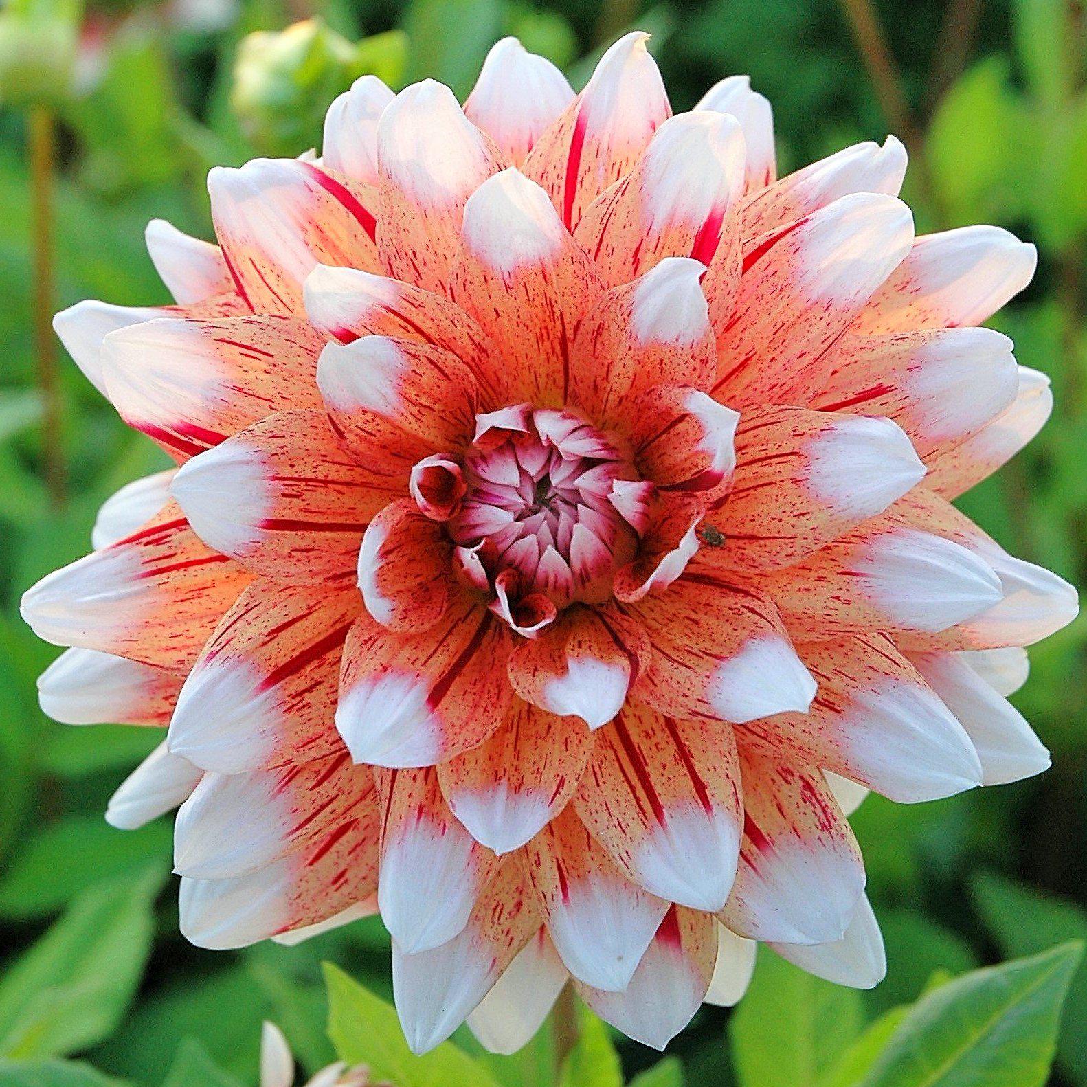 Dahlia - Striped Duet: 3 divisions (multiple tubers per division)