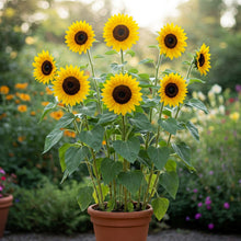 Sunflower Dwarf Seed