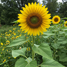 Sunflower Giant Seed