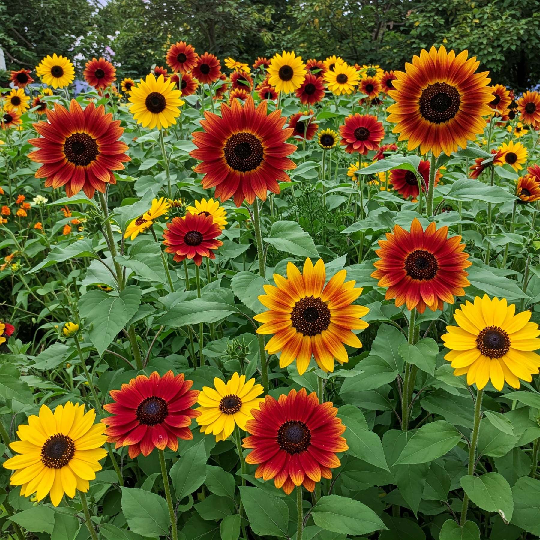 Sunflower Mix Seed
