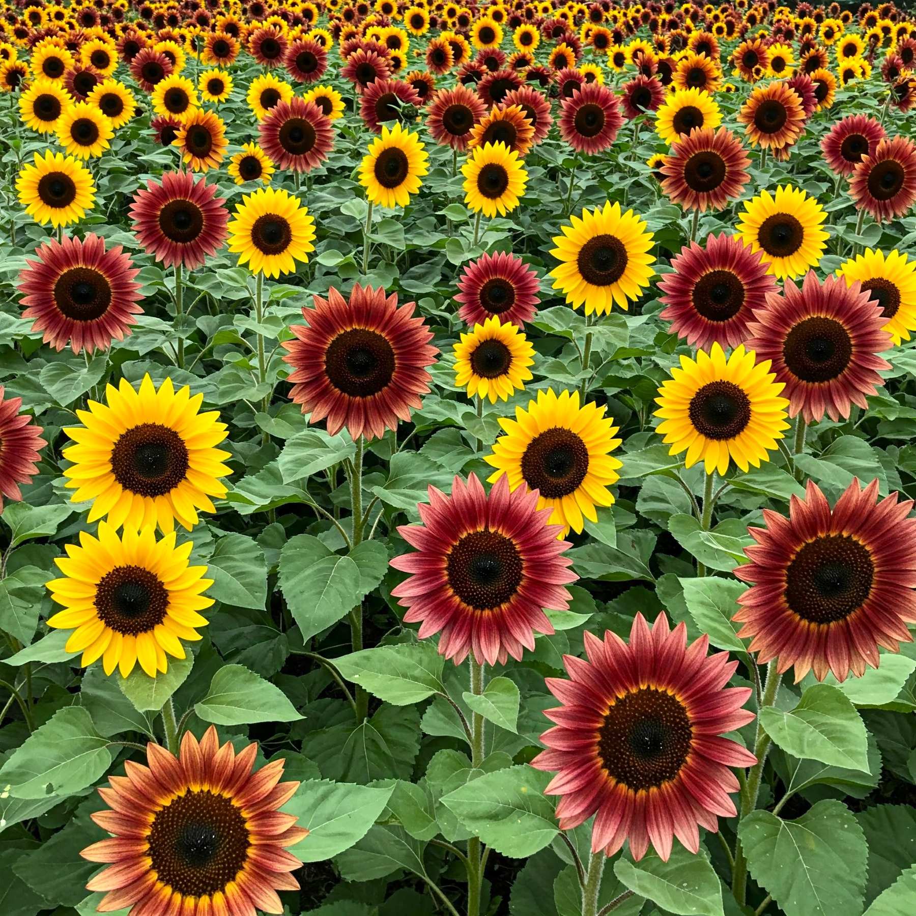Sunflower Mix Seed