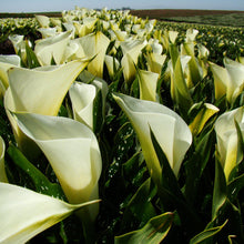 Calla - Super Mac