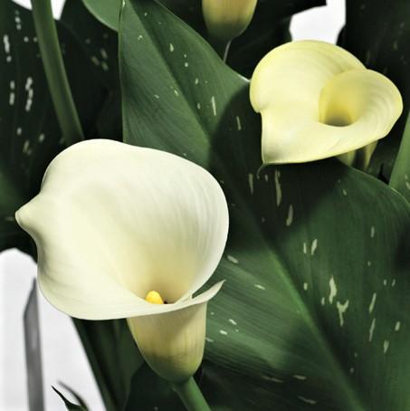 Calla - Super Mac