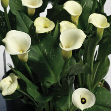Calla - Super Mac