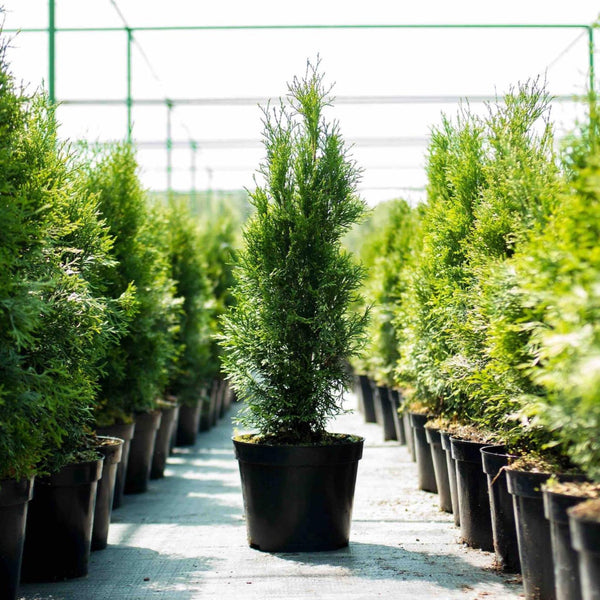Thuja Green Giant
