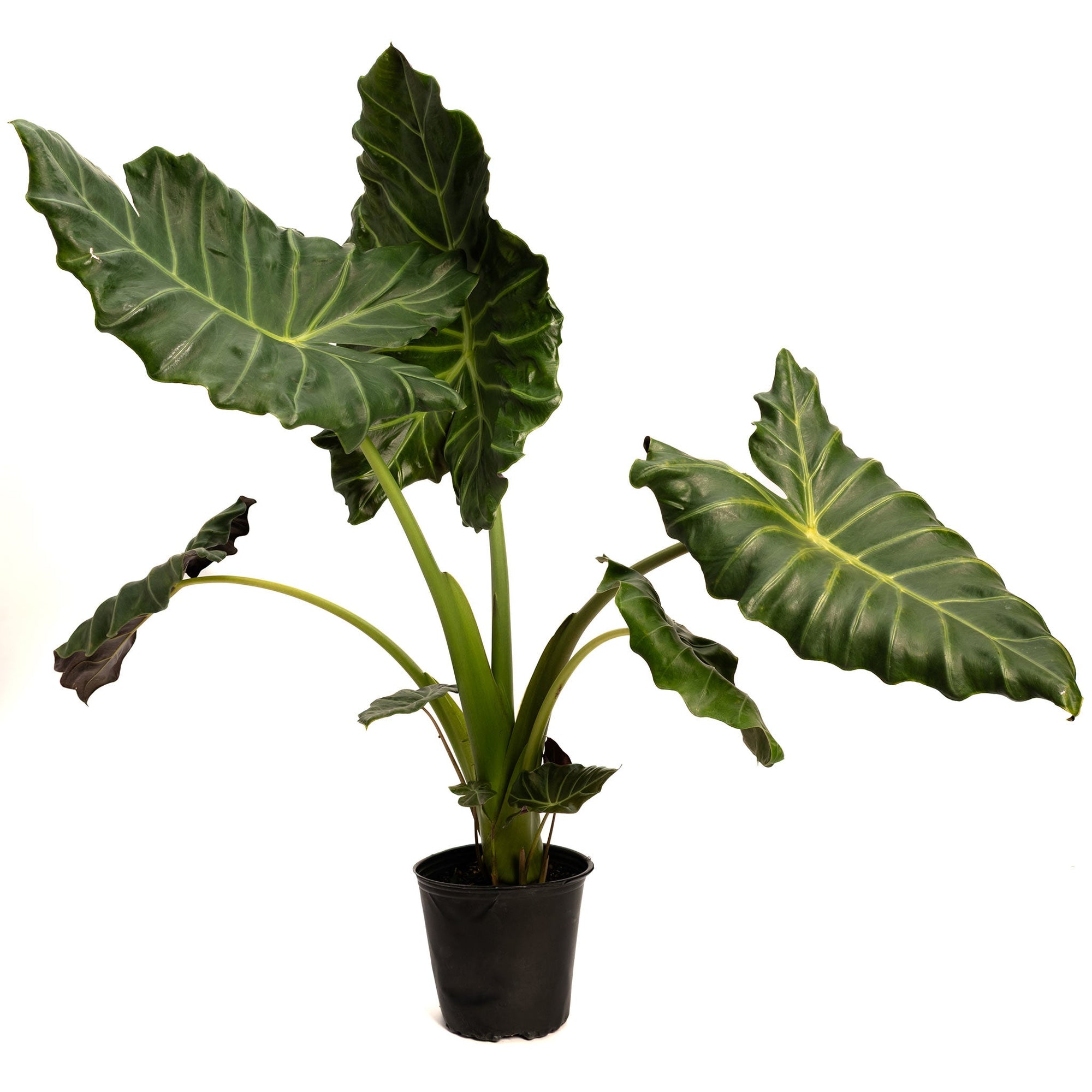 Mayan Mask Alocasia