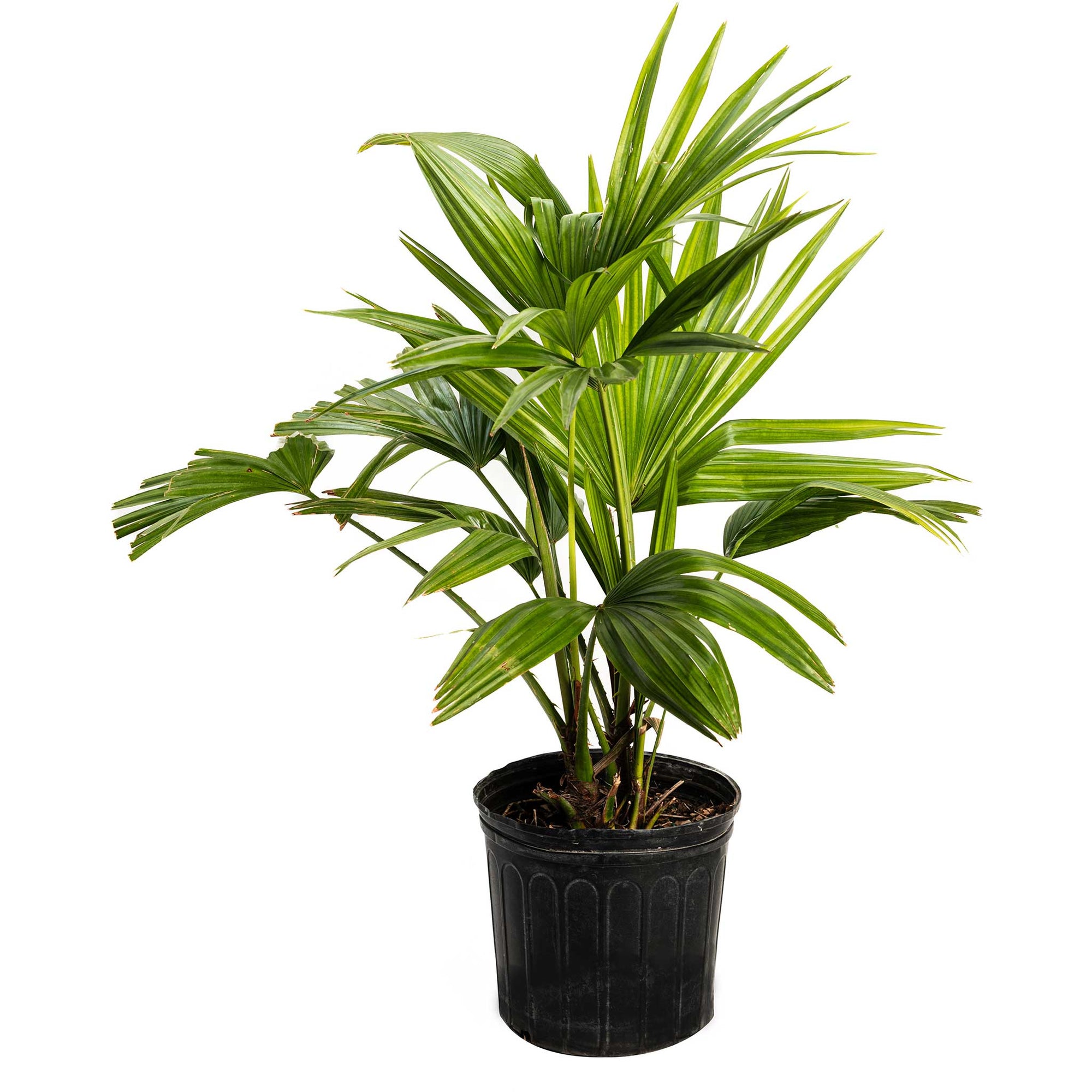 Chinese Fan Palm