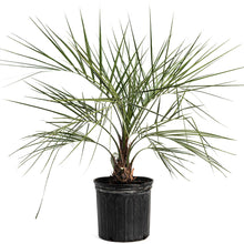 Pindo Palm
