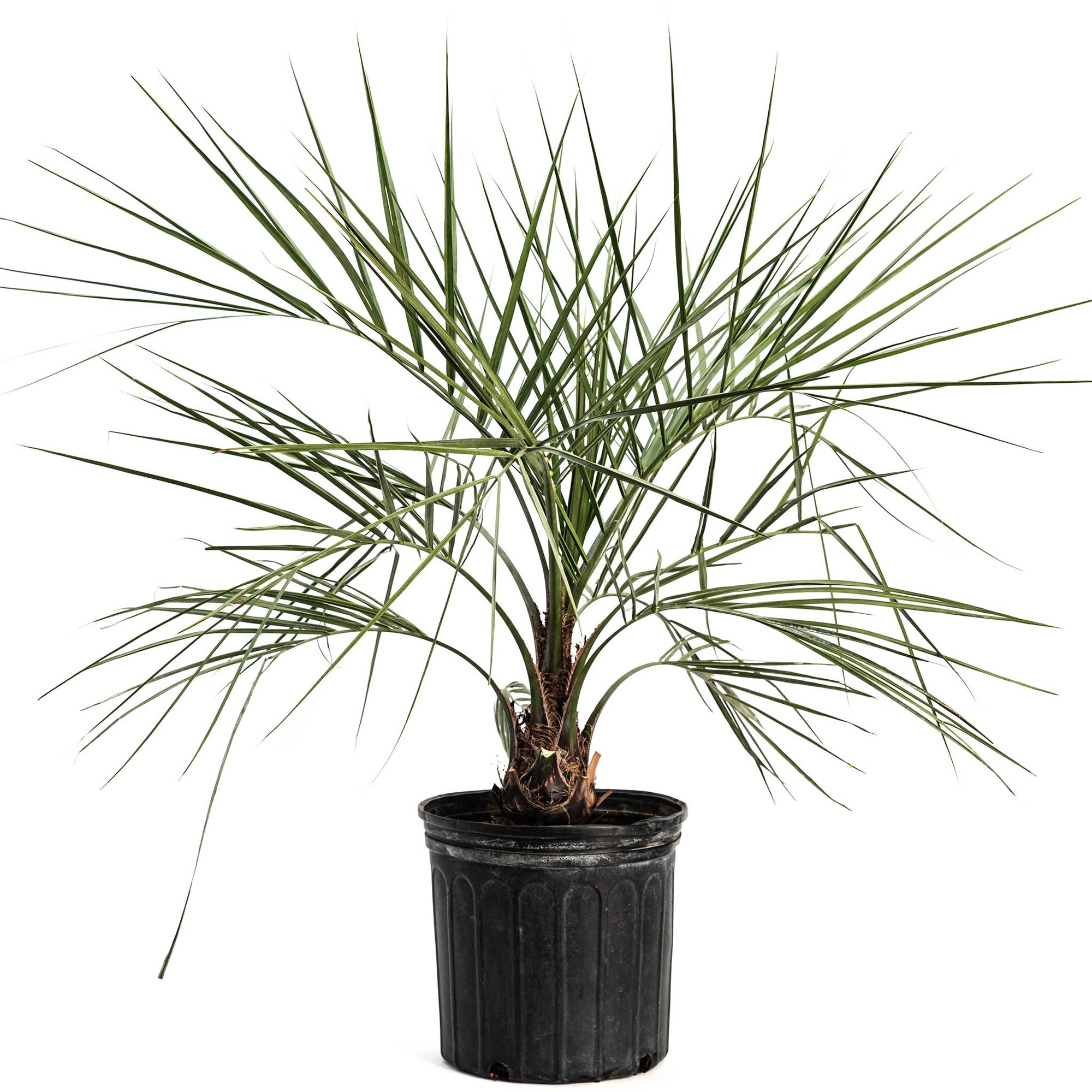 Pindo Palm