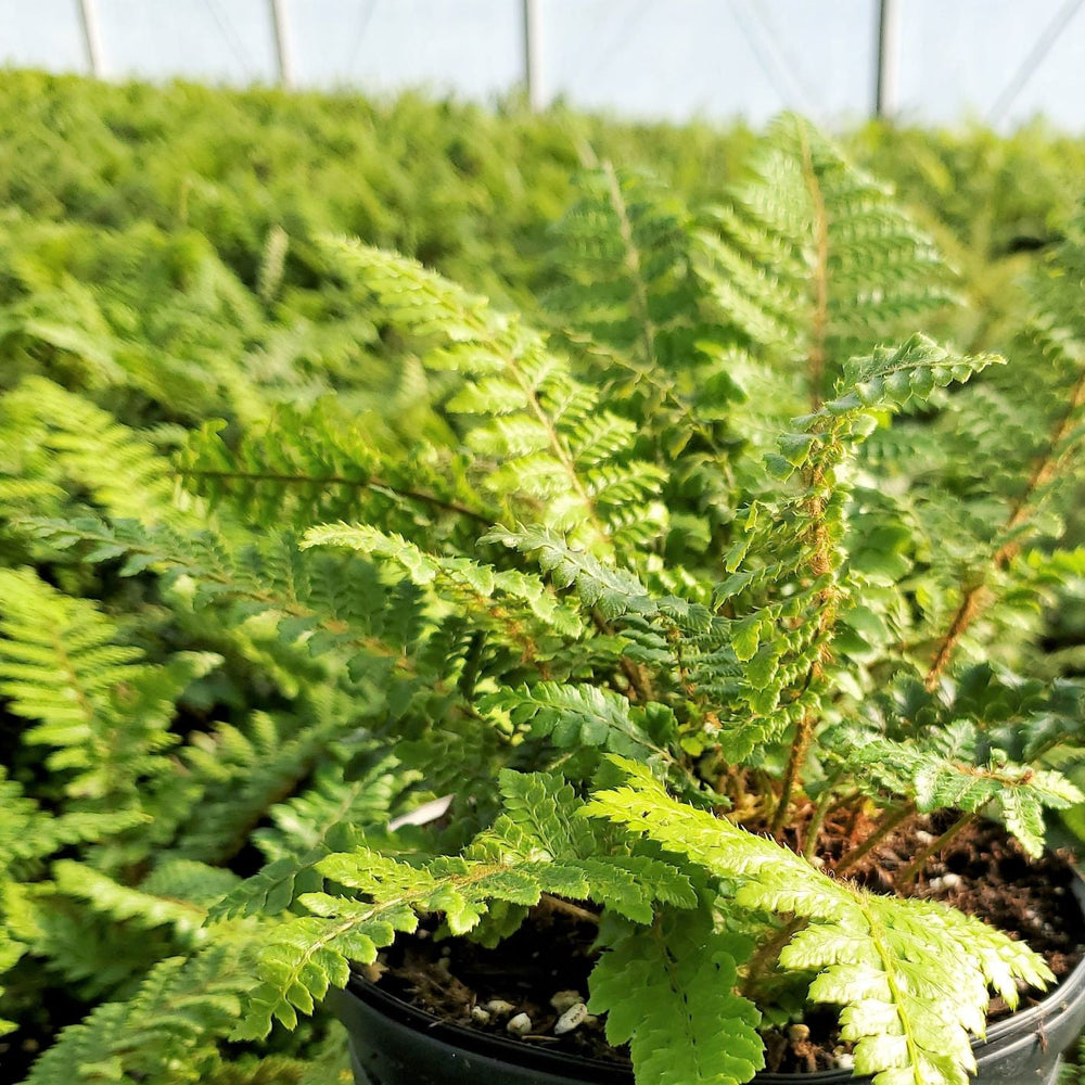 Tassel Fern 1Q