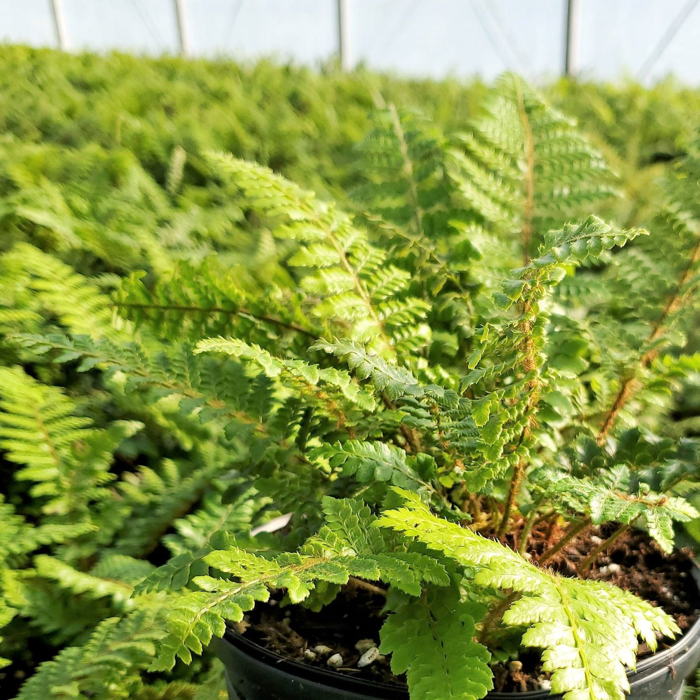 Tassel Fern 1Q