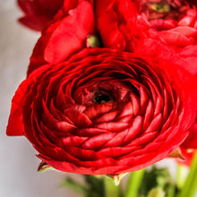Ranunculus - Tecolote Red