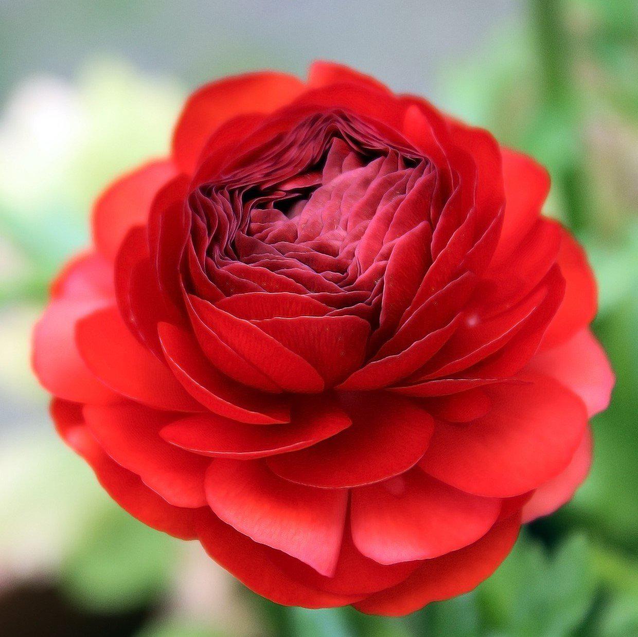 Ranunculus - Tecolote Red