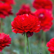 Ranunculus - Tecolote Red