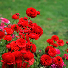 Ranunculus - Tecolote Red