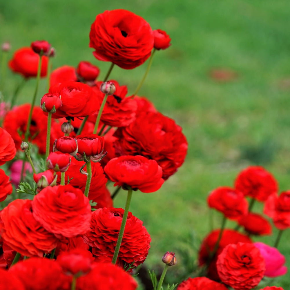 Ranunculus - Tecolote Romance Collection