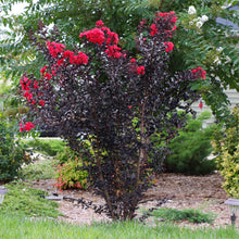 Thunderstruck™ Rumblin Red™ Crape Myrtle