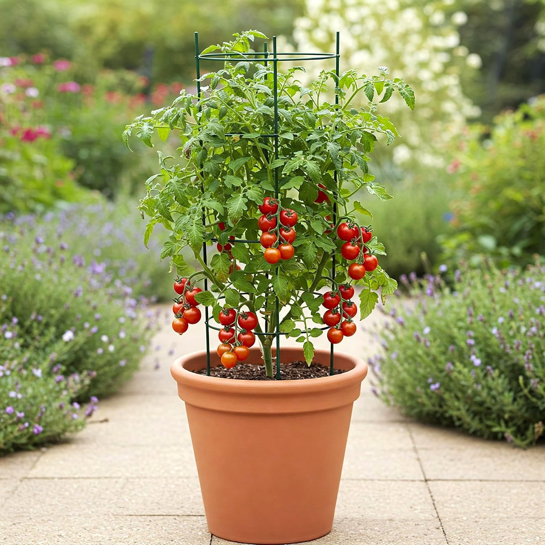 Tomato Red Cherry Seed