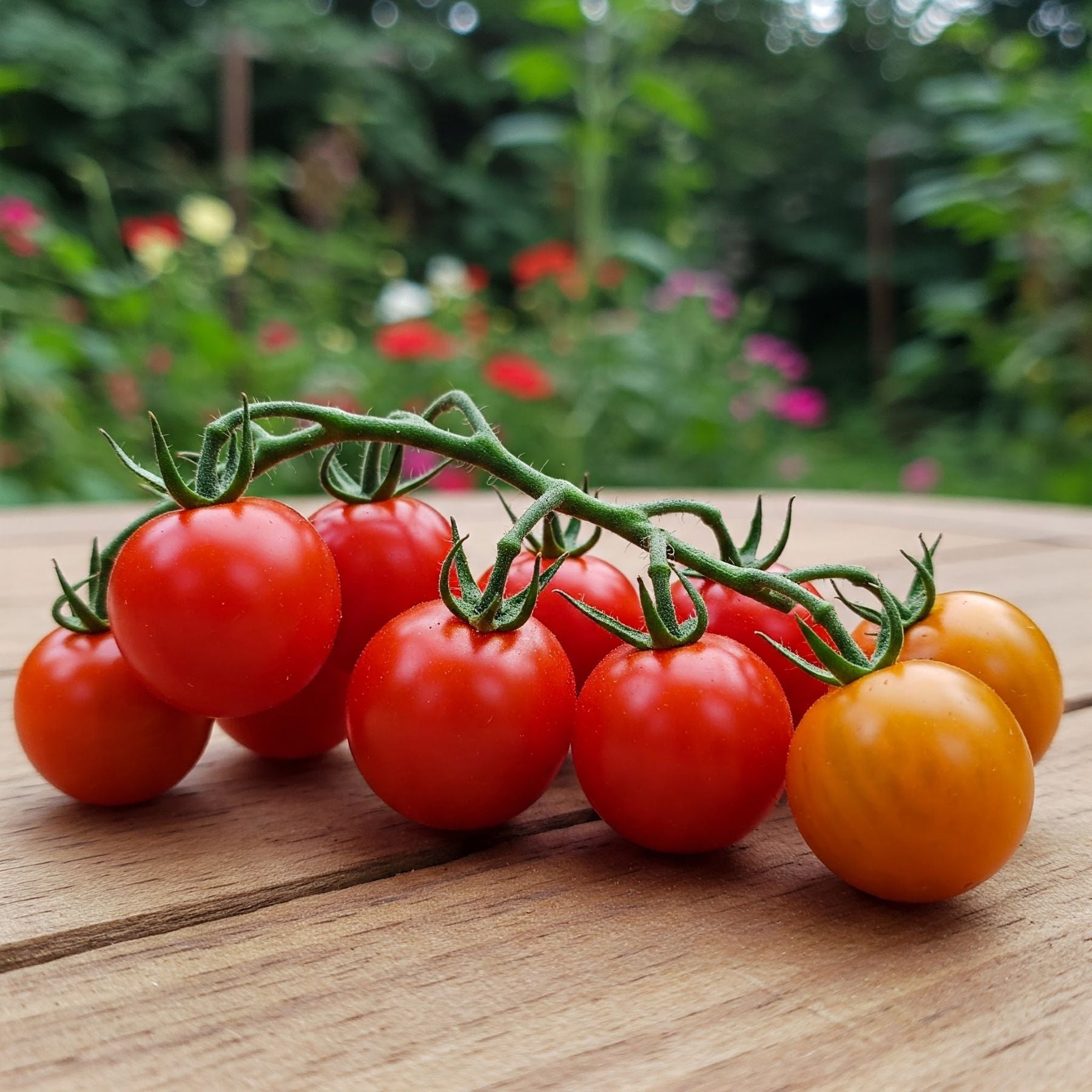 Tomato Red Cherry Seed