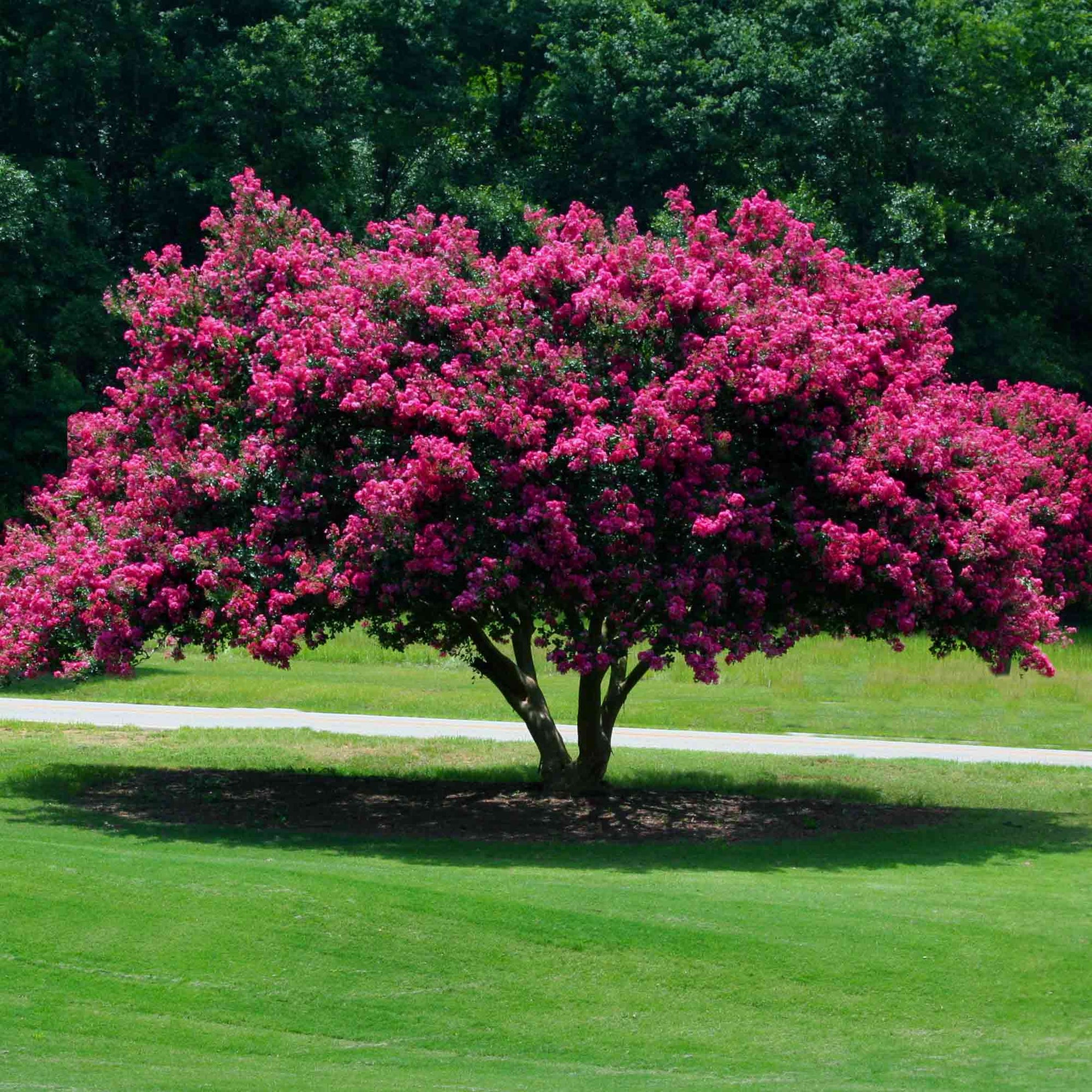 Tuscarora Crape Myrtle