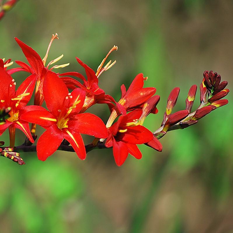 Crocosmia - Vera Cruz