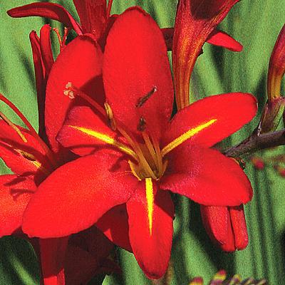 Crocosmia - Vera Cruz