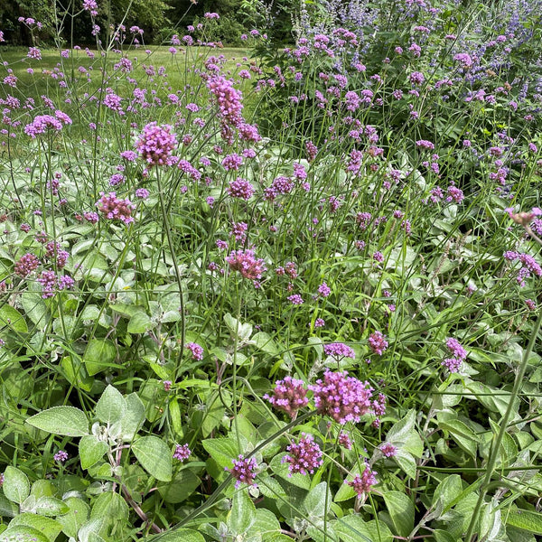Verbena bonariensis 1Q