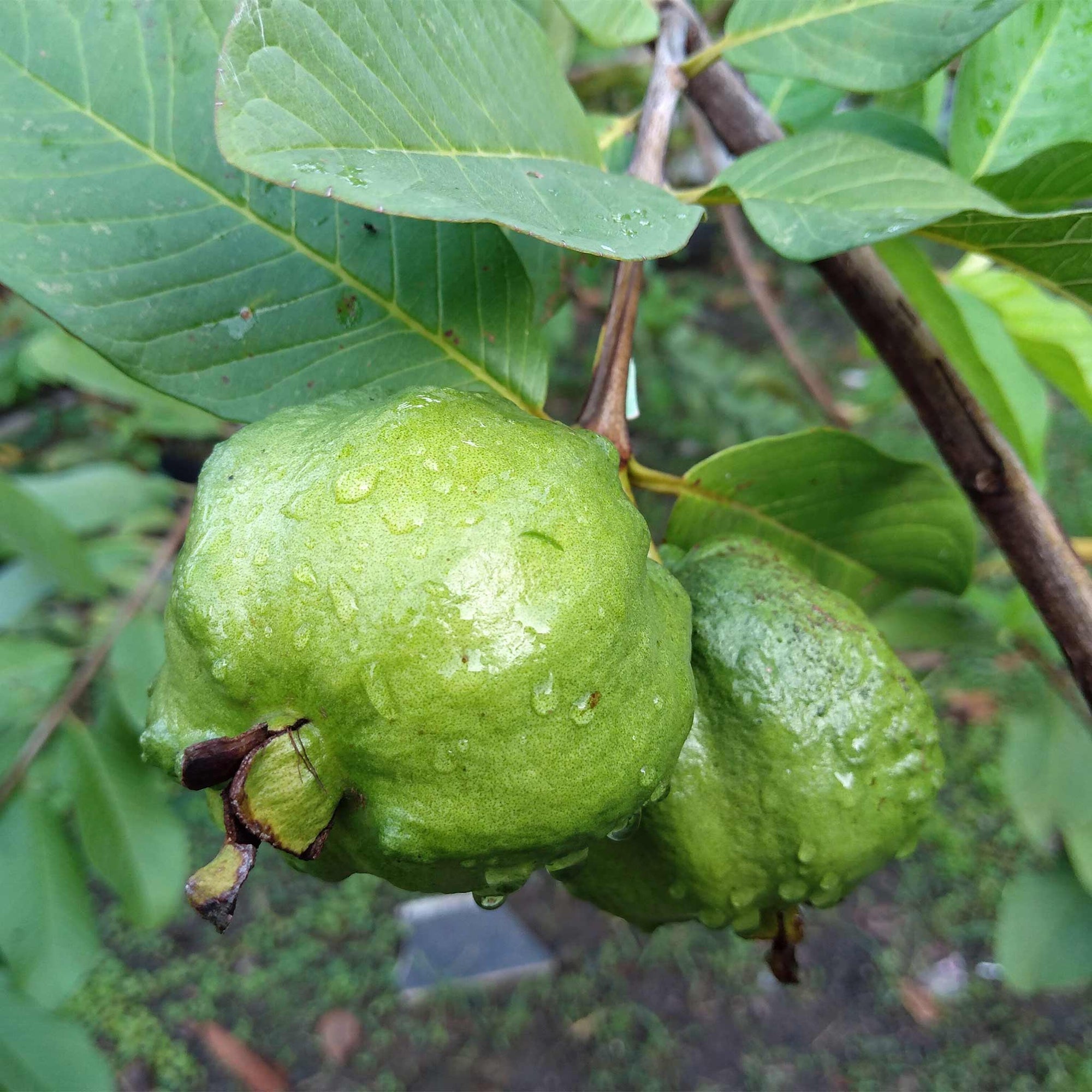 White Guava Tree