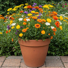 Wildflower Wildlife Mix Seed